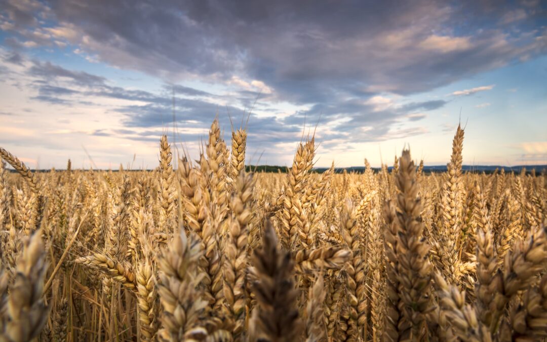 Weekly Executive Summary